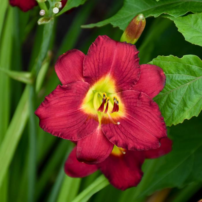 Hemerocallis 'Pardon Me' (Daylily)