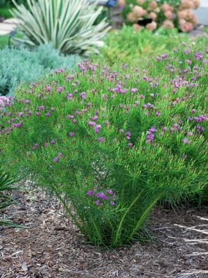 Threadleaf Ironweed (Vernonia lettermannii 'Iron Butterfly')