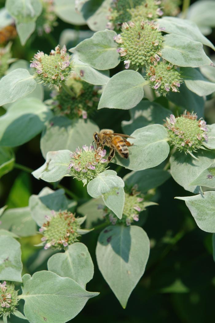 Clustered Mountainmint (Pycnanthemum muticum)