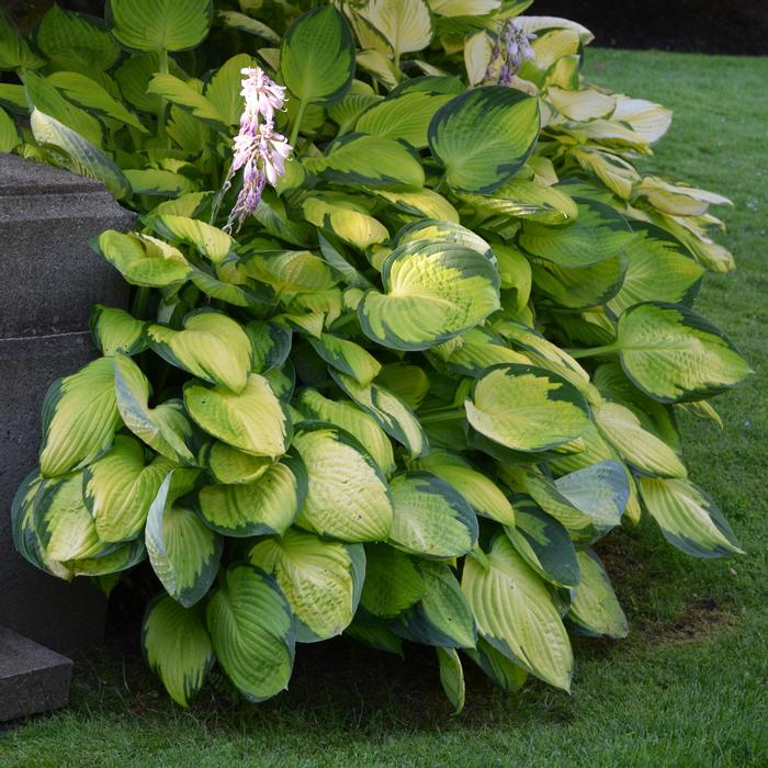 Hosta x 'Gold Standard' (Plantain Lily)