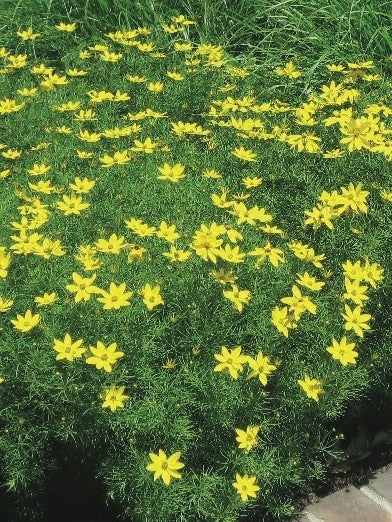 Coreopsis verticillata 'Zagreb' (Tickseed), yellow flowers