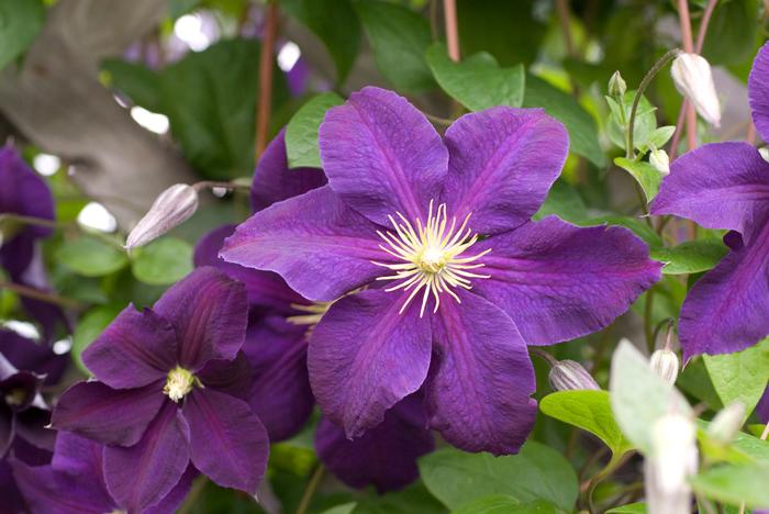 Clematis hybrid 'Jackmanii' (Hybrid Clematis)