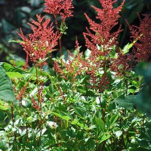 Astilbe arendsii 'Fanal' (False Spirea) perennial, red flowers