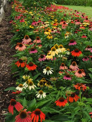 Echinacea x purpurea 'Cheyenne Spirit' (Coneflower)