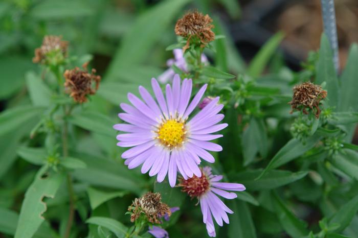 Blue Wood Aster (Aster dumosus 'Wood's Blue'), purple flowers