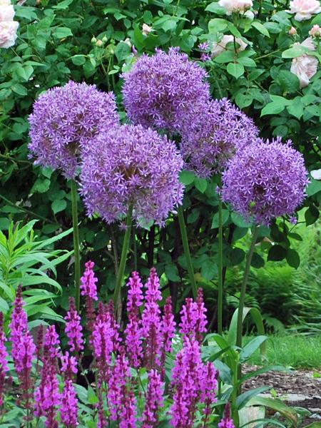 Allium 'Globemaster' (Ornamental Onion) perennial