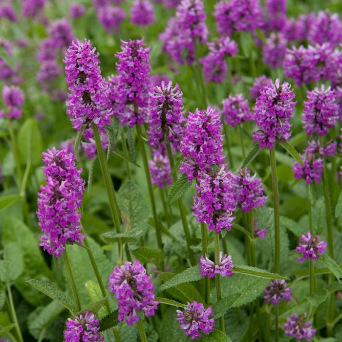 Alpine Betony (Stachys monieri 'Hummelo') perennial