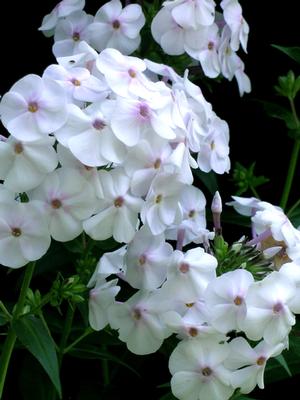 Phlox x Earlibeauty® Daughter of Pearl (Phlox)