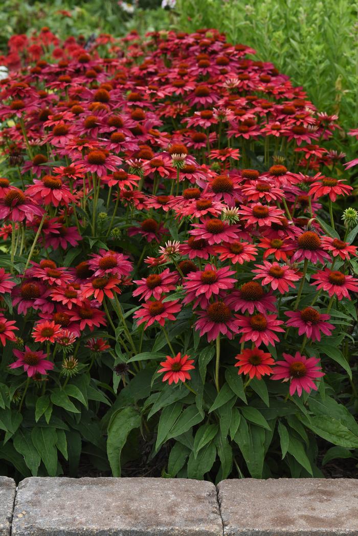 Echinacea Sombrero® Tres Amigos (Coneflower), pink flowers