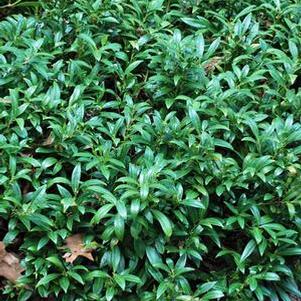 Sweet box (Sarcoccoca hookeriana var. humilis 'Fragrant Valley'™)