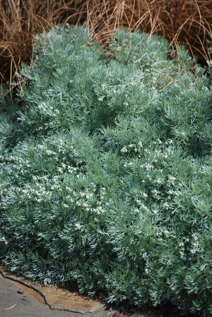 silver mound perennial