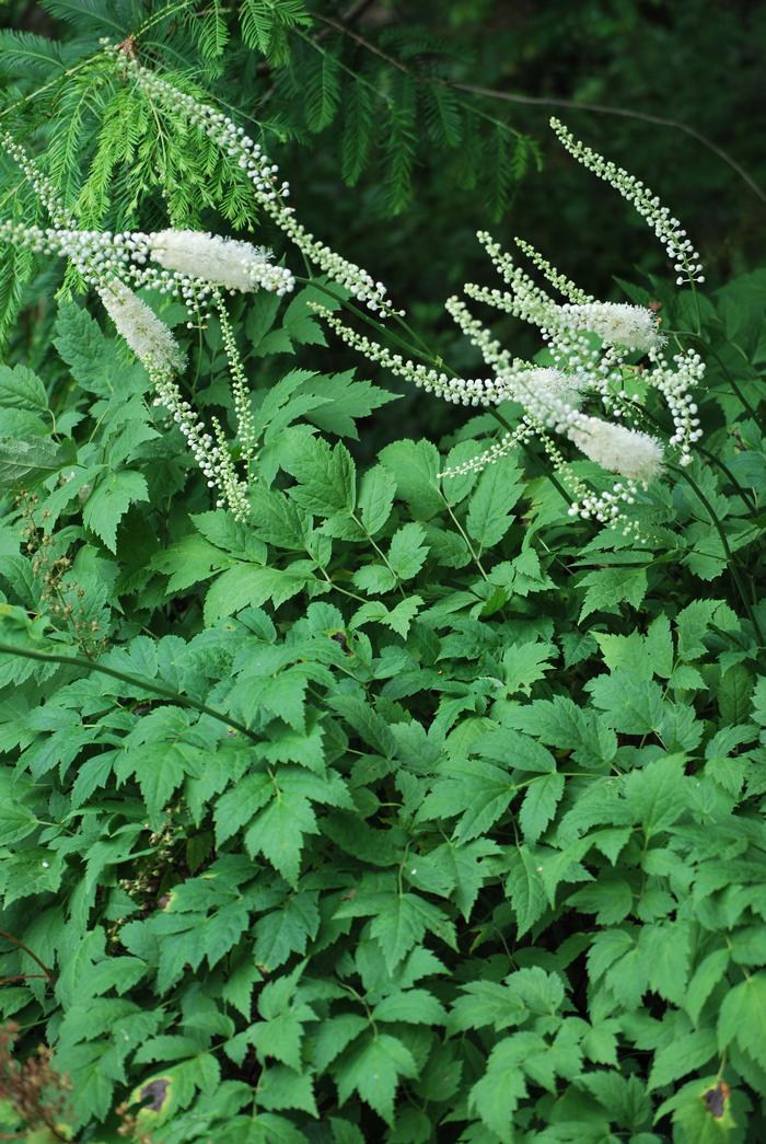 Snakeroot (Actaea racemosa)