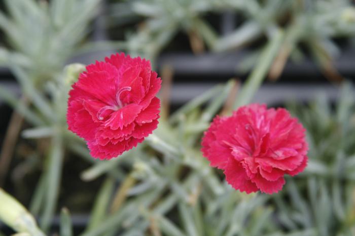 Dianthus allwoodii 'Frosty Fire' (Garden Pinks), pink flowers