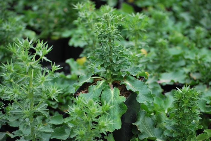 Sea Holly (Eryngium planum 'Blue Hobbit')