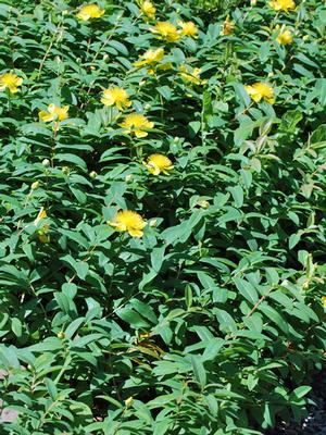 Hypericum calycinum (St. John's Wort)