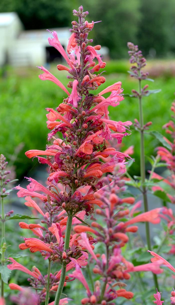 Agastache x Kudos™ Coral (Dwarf Hummingbird Mint) perennial