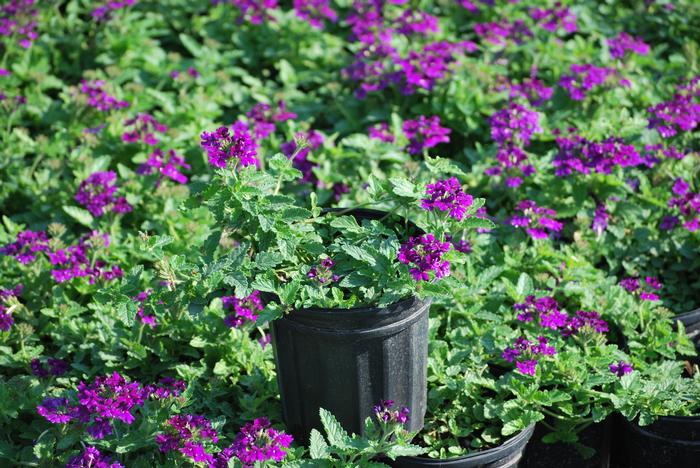 Verbena EnduraScape™ Purple (Vervain)