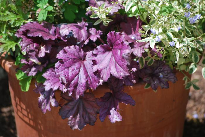 Heuchera x Forever® Purple (Coral Bells)