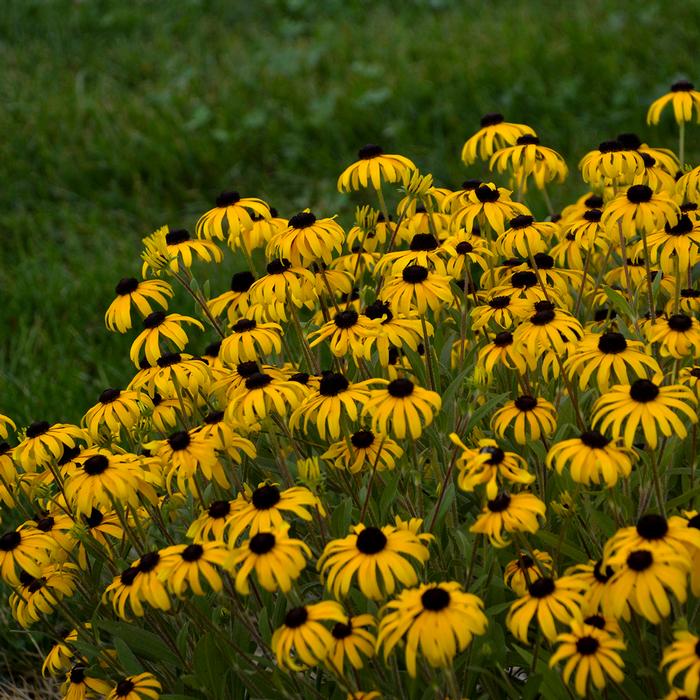 Rudbeckia x 'American Gold Rush' (Black-eyed Susan)