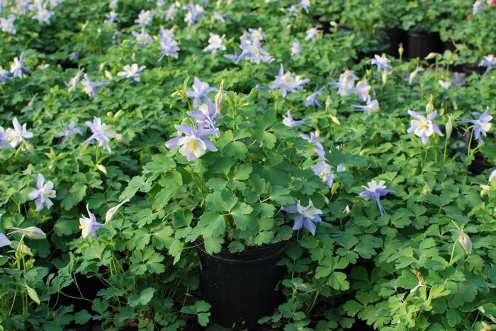 Aquilegia Kirigami™ Light Blue & White (Columbine) perennial, purple flowers