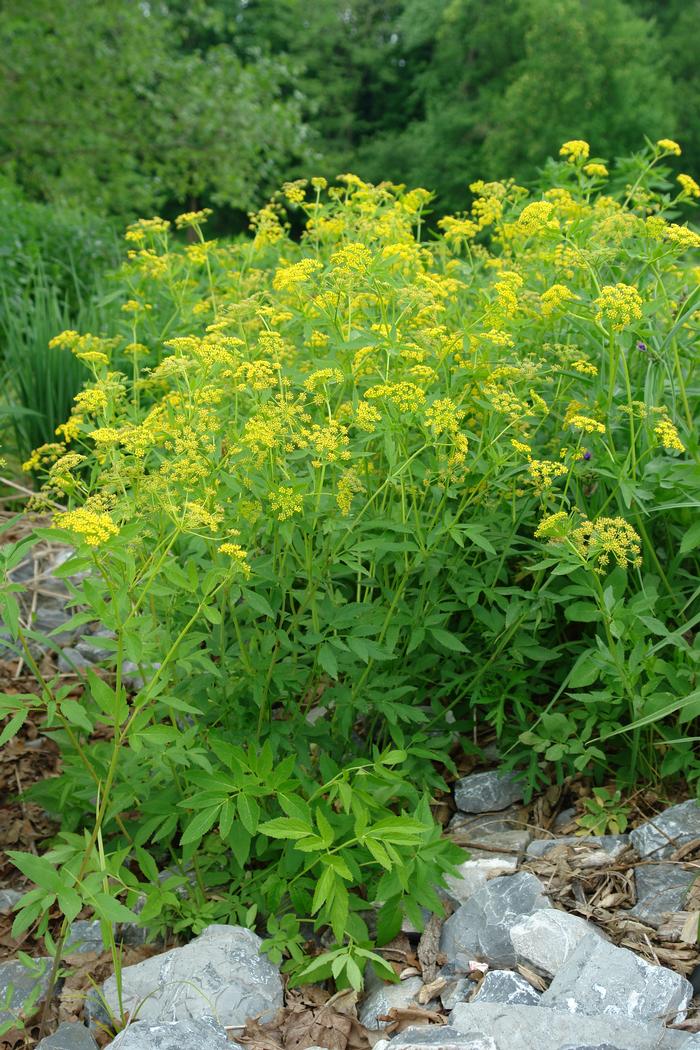 Golden Alexander (Zizia aurea)