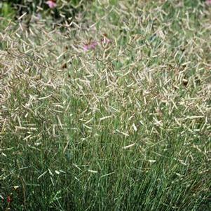 Blue Grama (Bouteloua gracilis 'Blonde Ambition')