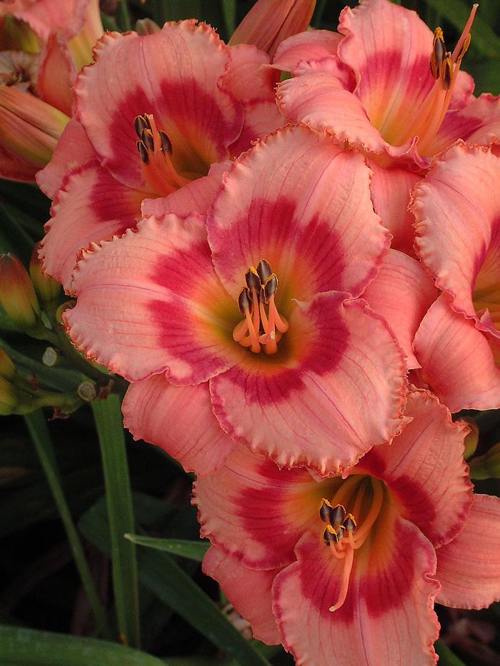 Hemerocallis 'Strawberry Candy' (Daylily)