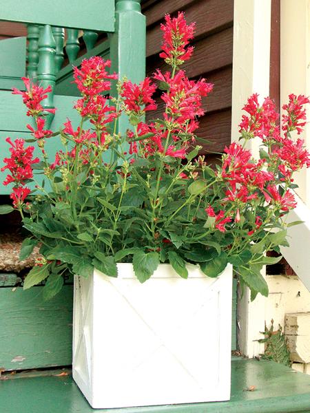 Agastache x Kudos™Red (Dwarf Hummingbird Mint) perennialPhoto courtesy of TERRA NOVA® Nurseries