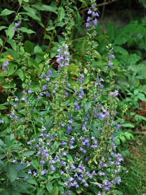 Blue Cardinal Flower (Lobelia siphilitica), blue flowers