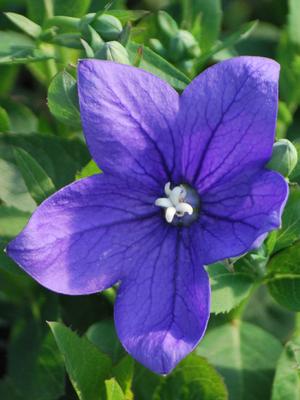 Platycodon grandiflorus 'Astra Blue' (Balloon Flower)