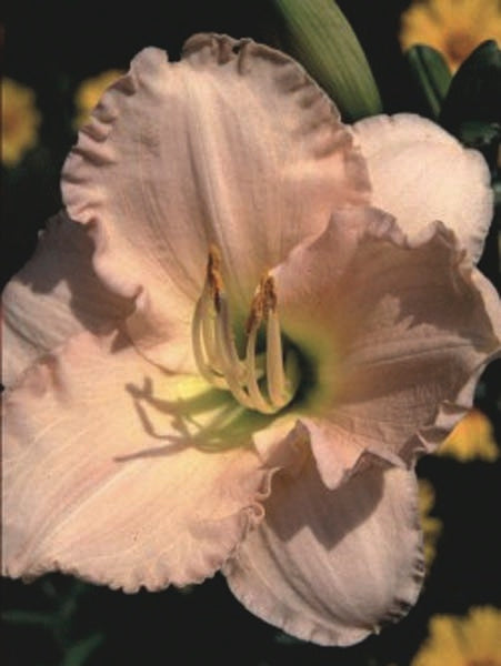 Hemerocallis 'Lullaby Baby' (Daylily)