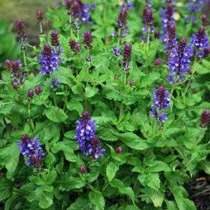 Salvia nemorosa 'Blue Marvel' (Sage)