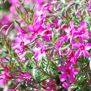 Phlox subulata 'Scarlet Flame' (Moss Pinks)