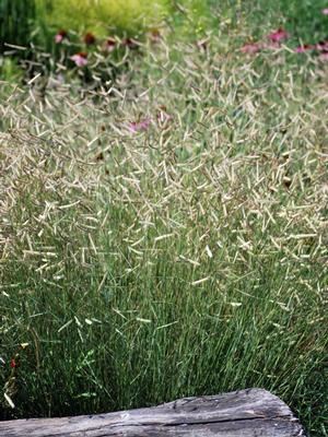 Blue Grama (Bouteloua gracilis 'Blonde Ambition')