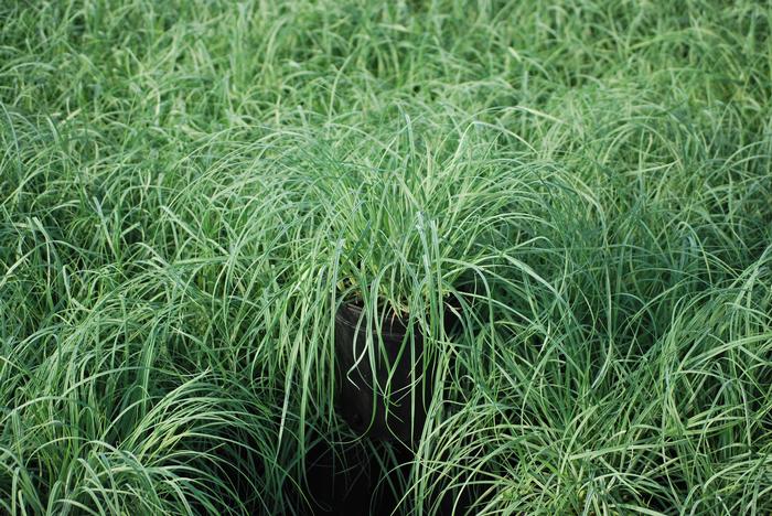 Blue Sedge (Carex glauca 'Blue Zinger')