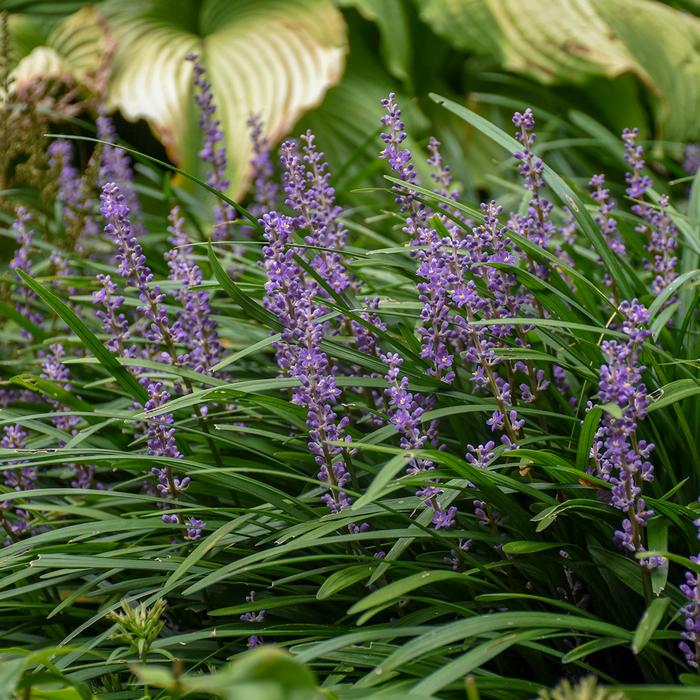 Liriope muscari 'Big Blue' (Lilyturf)