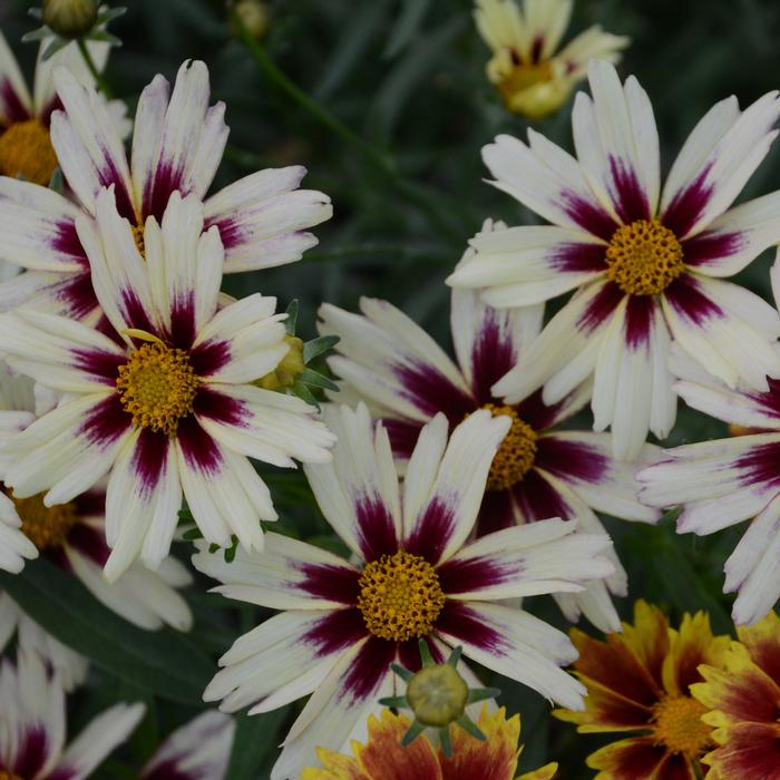 Coreopsis x L'il Bang™ 'Starlight' (Tickseed), white flowers