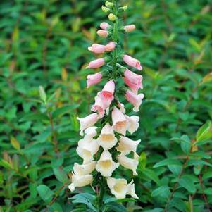 Digitalis purpurea 'Dalmatian Peach' (Foxglove), pink flowers