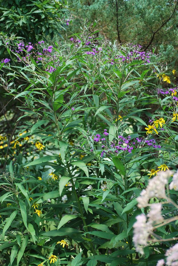 New York Ironweed (Vernonia noveboracensis)