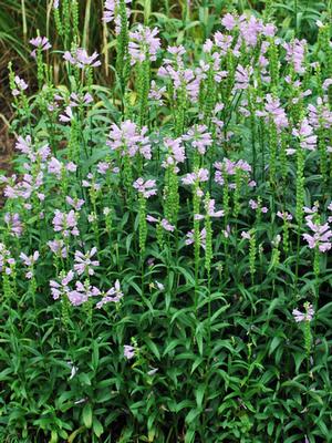 Physostegia virginiana 'Pink Manners' (Obedient Plant)