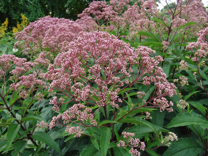 Eupatorium maculatum 'Gateway' (Joe Pye Weed)