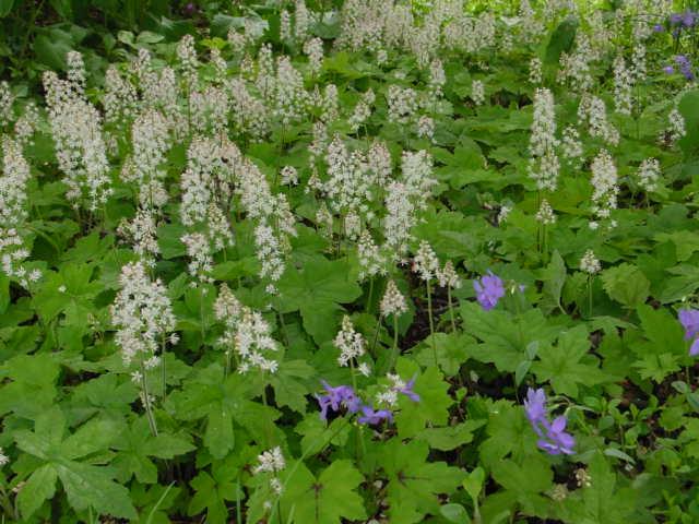 Tiarella cordifolia 'Oakleaf' (Foam Flower)