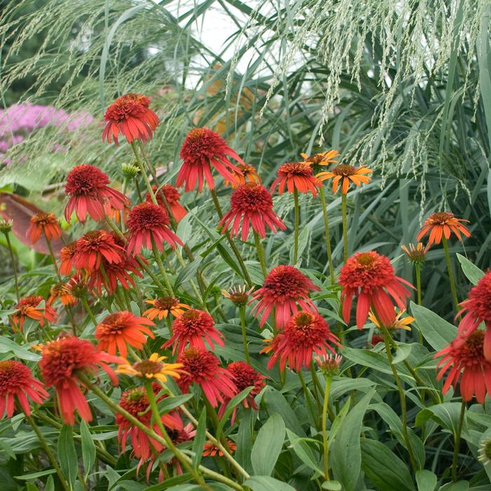 Cone-fections™ Series Coneflower (Echinacea x purpurea 'Hot Papaya'), red flowers