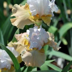 Iris germanica 'Champagne Elegance' (Tall Bearded Iris)