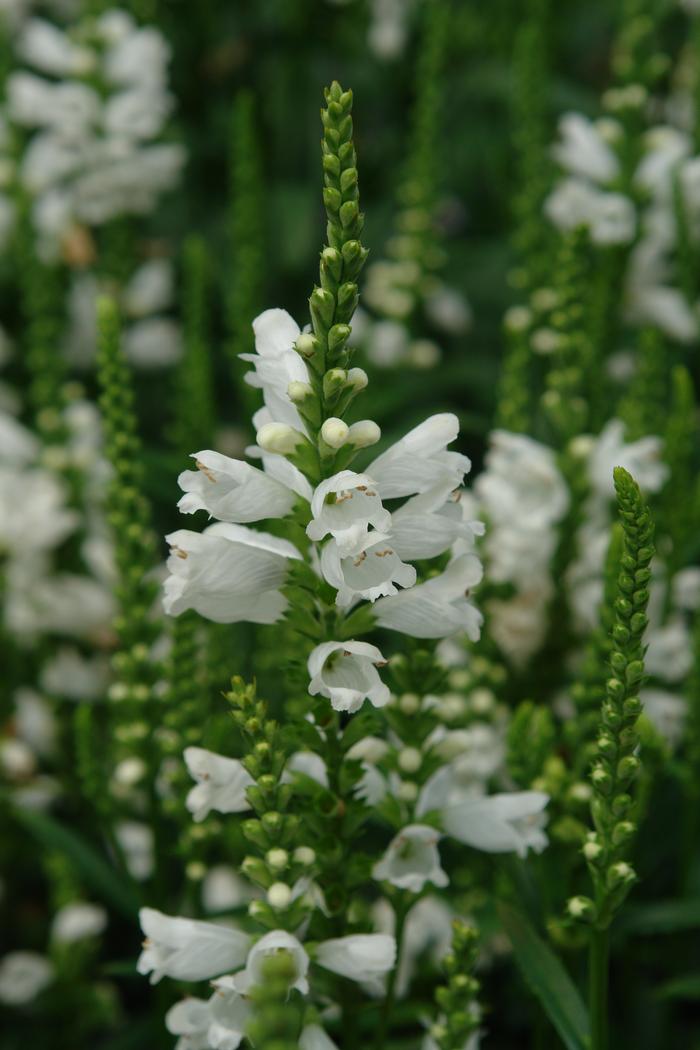 Physostegia virginiana 'Miss Manners' (Obedient Plant)