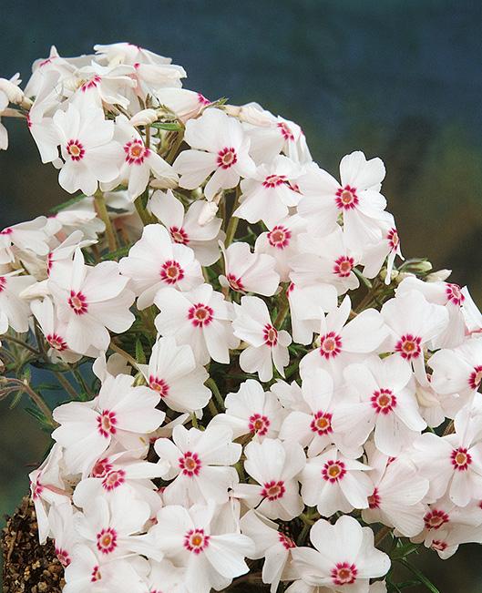 Phlox subulata 'Amazing Grace' (Moss Pinks)