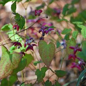 Epimedium rubrum (Barrenwort)