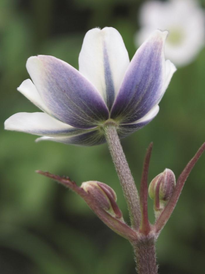 Anemone tomentosa 'Robustissima' (Windflower) perennial