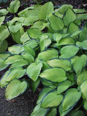 Hosta x 'Gold Standard' (Plantain Lily)