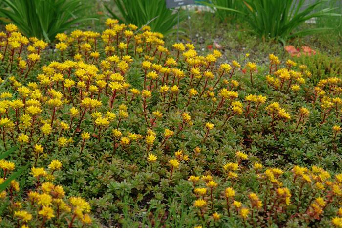 Sedum floriferum 'Weihenstephaner Gold' (Stonecrop)